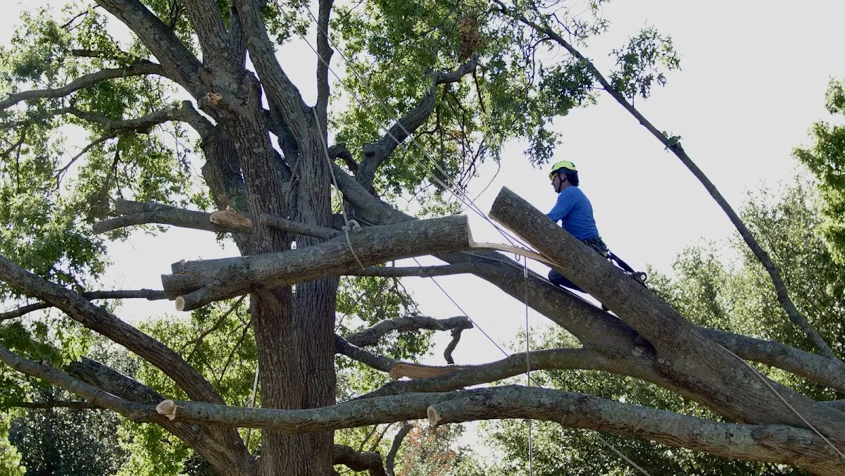 Professional Crown Thinning performed by certified arborists in Axton
